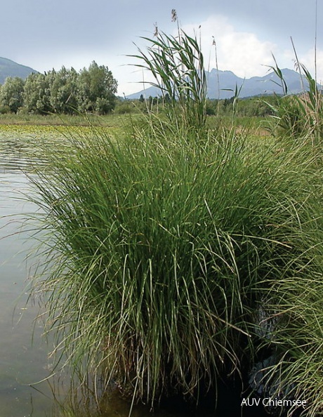 Steife Segge (Carex elata)
Die Steife Segge (Carex elata, engl. Tufted Sedge) bildet im tieferen Wasser mächtige Bulte.
Foto: Michael Lohmann
IW - Station Irschener Winkel steife-segge.jpg