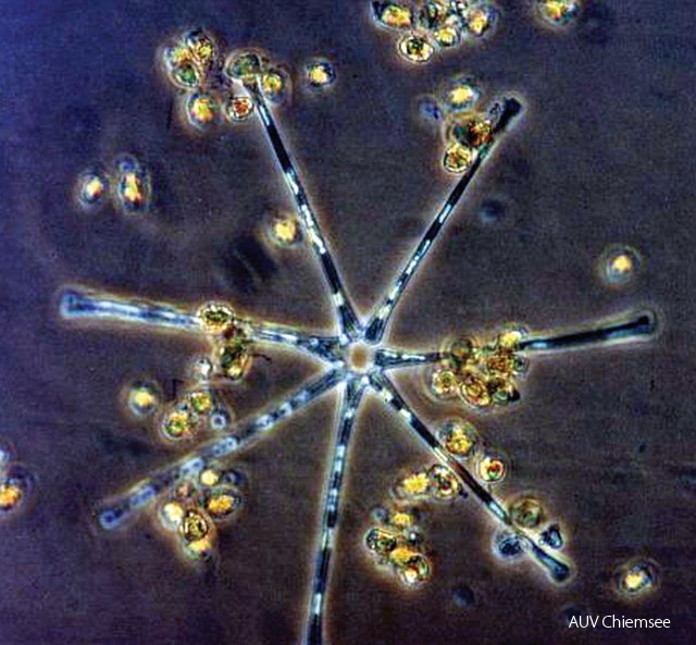 Asterionella formosa - Kieselalge
Kieselalgen als Grundlage der Nahrungskette
Foto: Berger
IW - Station Irschener Winkel Asterionella-formosa.jpg
