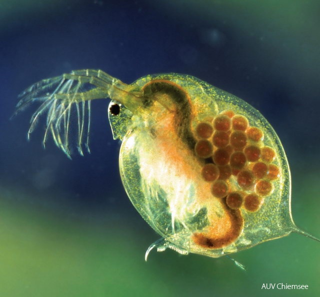 Wasserfloh
Langschwanzkrebse und Wasserflöhe sind nur unter dem Mikroskop erkennbar. Sie sind Bestandteile des Planktons
Foto: Andreas Hartl
IW - Station Irschener Winkel Wasserfloehe.jpg