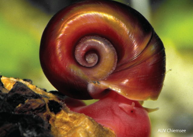 Posthornschnecke