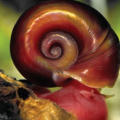 Posthornschnecke