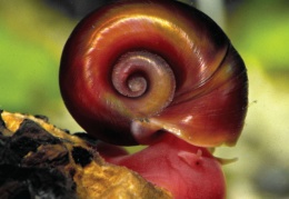 Posthornschnecke