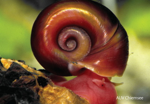 Posthornschnecke