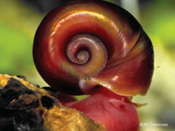 Posthornschnecke