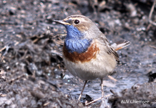 Blaukehlchen