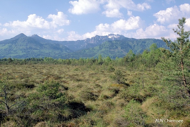 Hochmoor.jpg