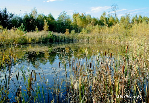 Waldteich