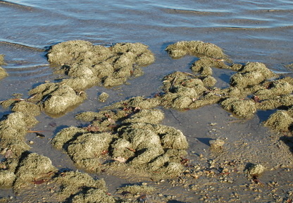 Armleuchteralgen