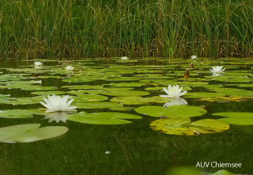 Weiße Seerose