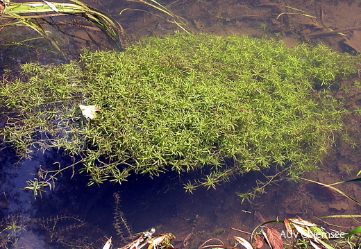 Wasserstern