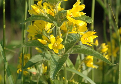 Gilbweiderich