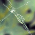 Glaskrebschen (bis 9 mm)