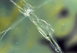 Glaskrebschen (bis 9 mm)