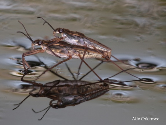 Wasserläufer