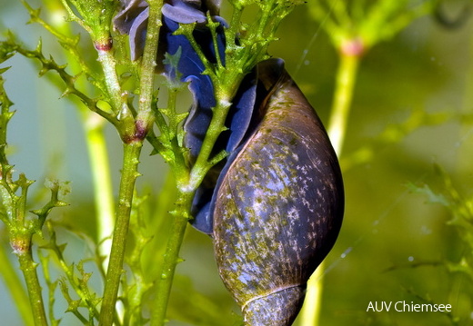 Spitzschlammschnecke
