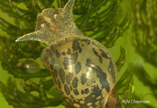Ohrschlammschnecke
