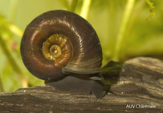 Posthornschnecke