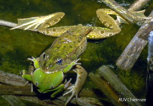 Der Seefrosch