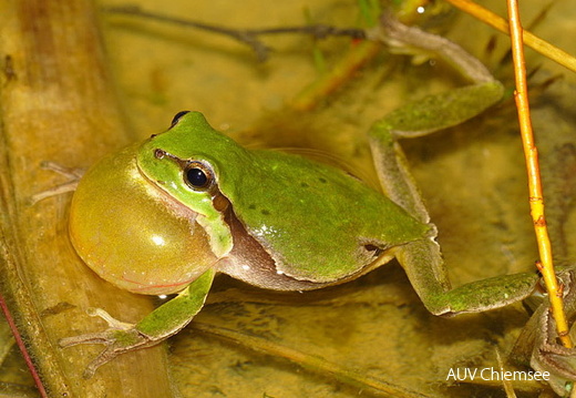 Der kleine Laubfrosch