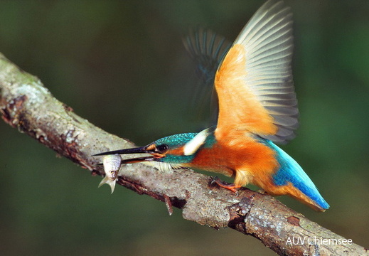 Der Eisvogel