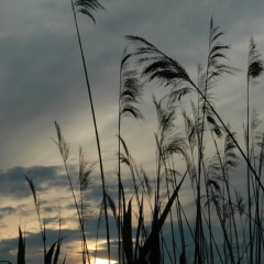 Schilf in der Abenddämmerung