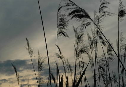 Schilf in der Abenddämmerung