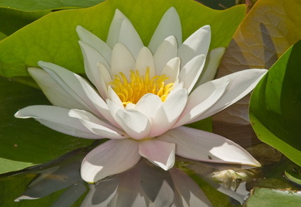 Weiße Seerose