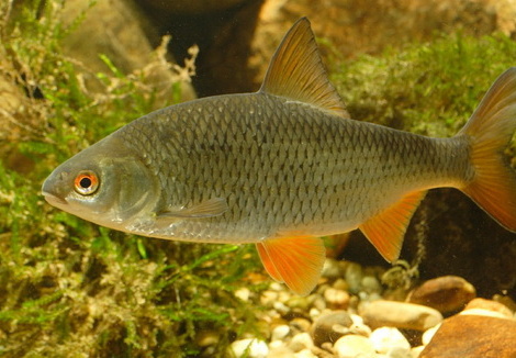 Rotauge
