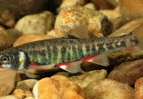 Elritzenmännchen