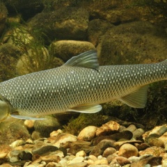 Perlfisch