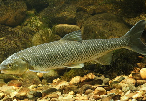 Perlfisch