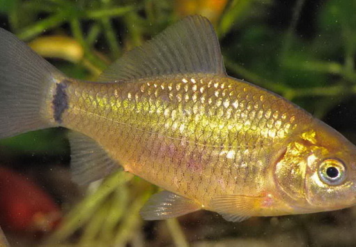 Karausche