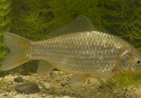 Giebel