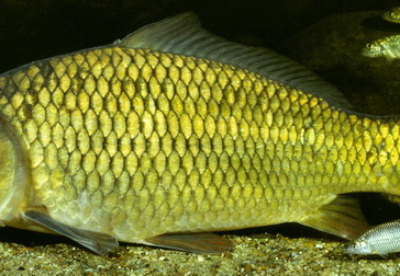 Karpfen