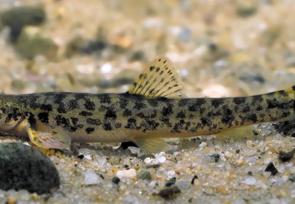 Schmerle