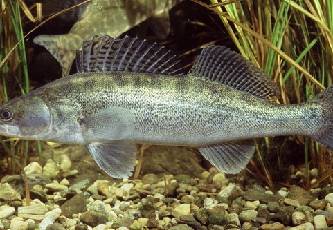 Zander