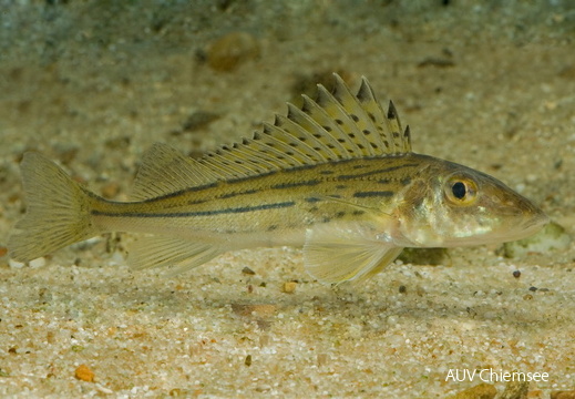 Schrätzer