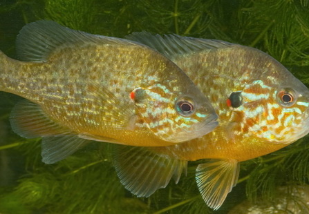 Sonnenbarsch
