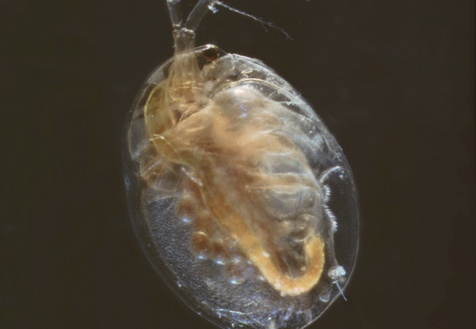 Wasserfloh