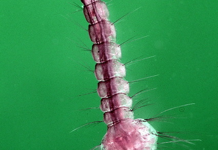 Mückenlarve