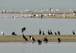 Vögel als Problem der Fischerei?