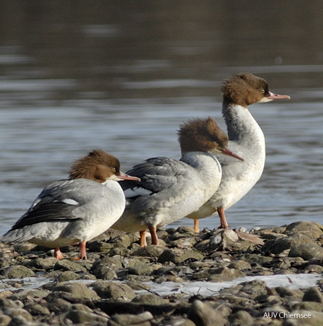 Gänsesäger