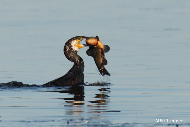 Kormoran