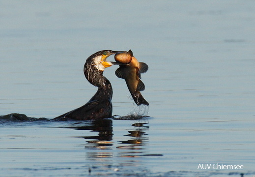 Kormoran