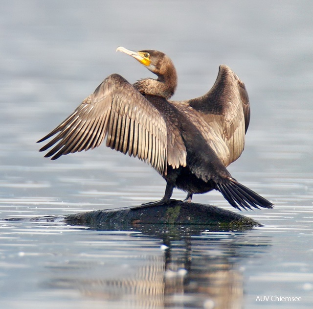 Kormoran