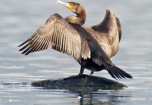 Kormoran