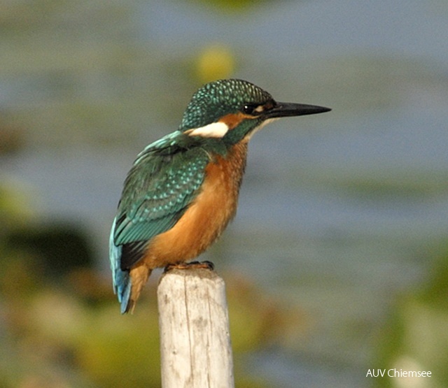 Eisvogel