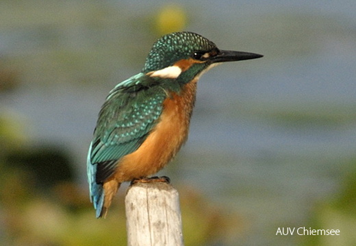 Eisvogel