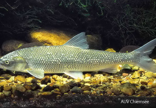 Perlfisch