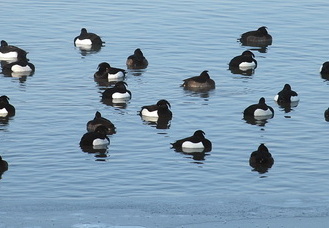 Reiherenten